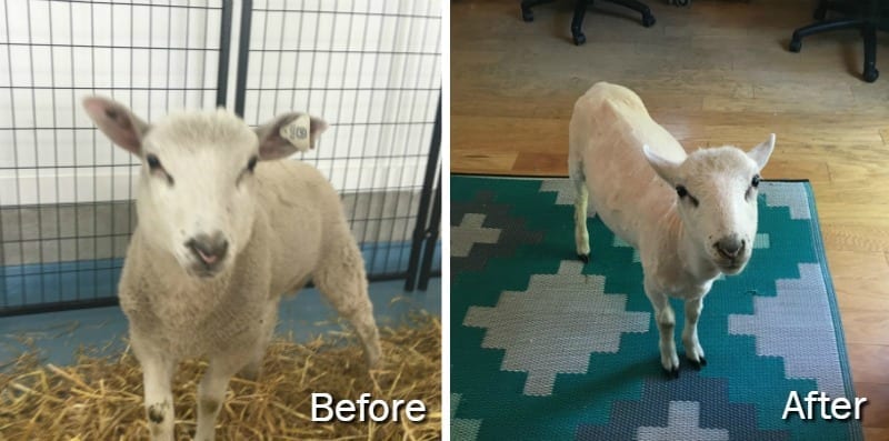 Barry's genle summer shear: Before & After