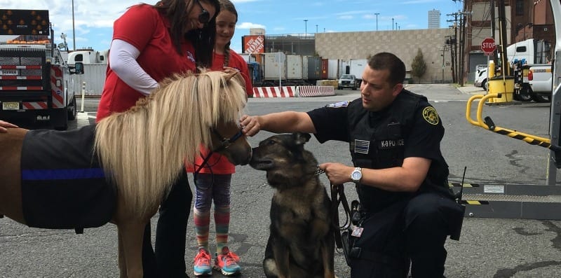 Mini Horse Meets Police K9 Unit