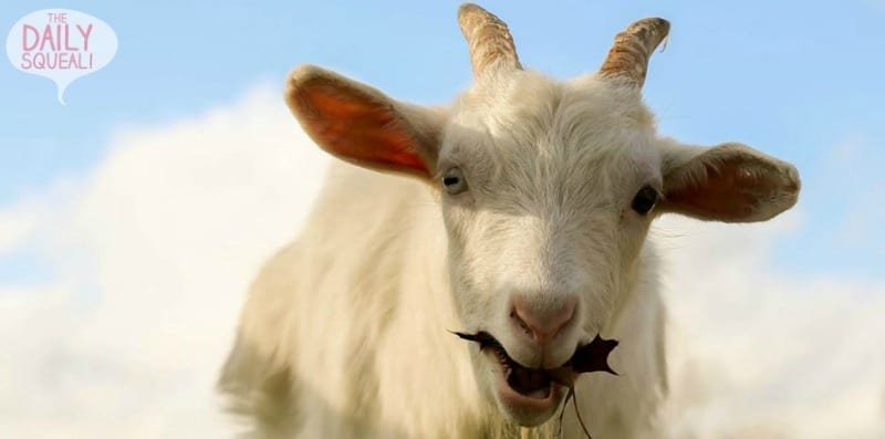 Levi the Goat close up