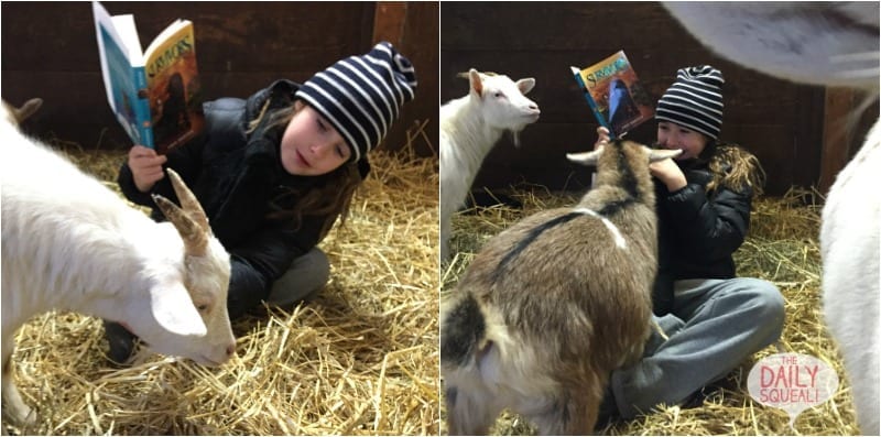 Maggie reading to group of goats
