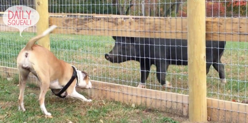 Pig meets dog