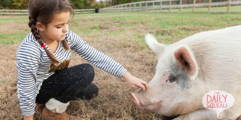 Touching pigs snout