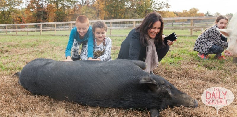 Tracey showing how to give a pig a belly rub!