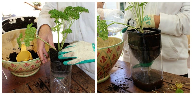 Make a self watering herb garden step 6