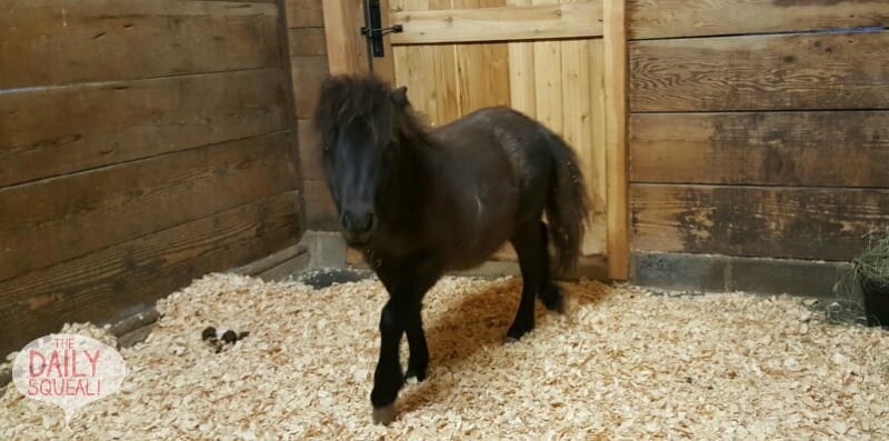 Mini horse Bean is a lot of personality in a tiny package.