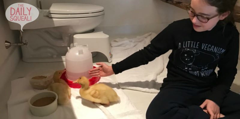 Taking care of ducks