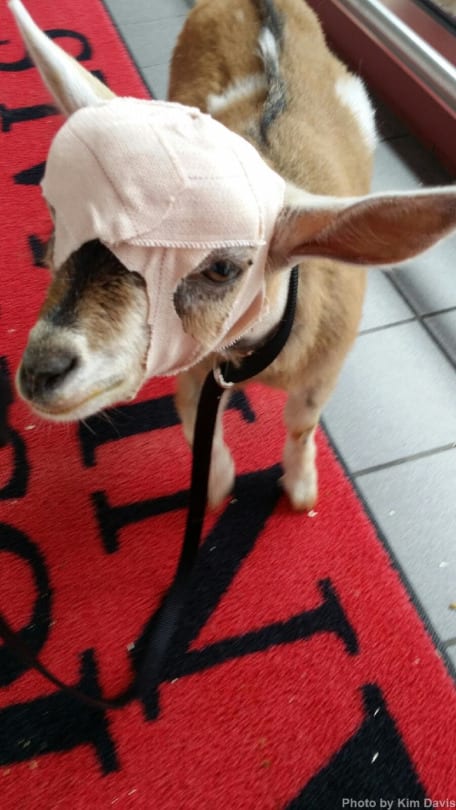 Avery the goat bandaged