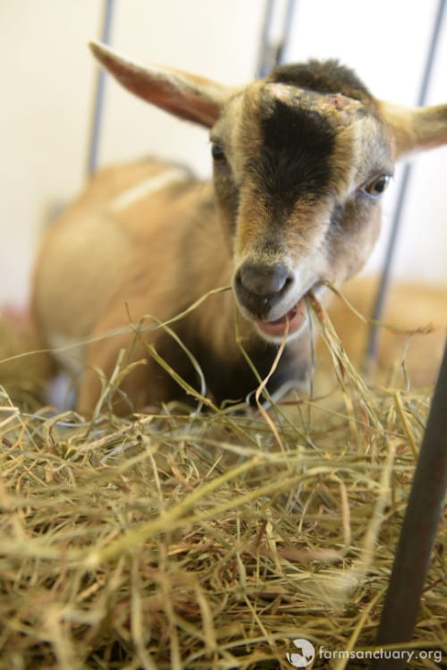 Avert the goat recovering and eating hay