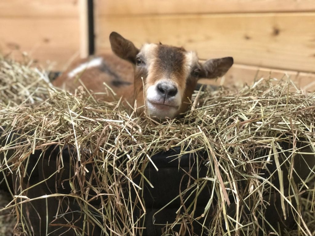 Avery in hay