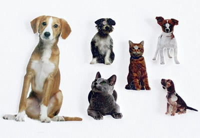 Example of pet photos to use with shrink film