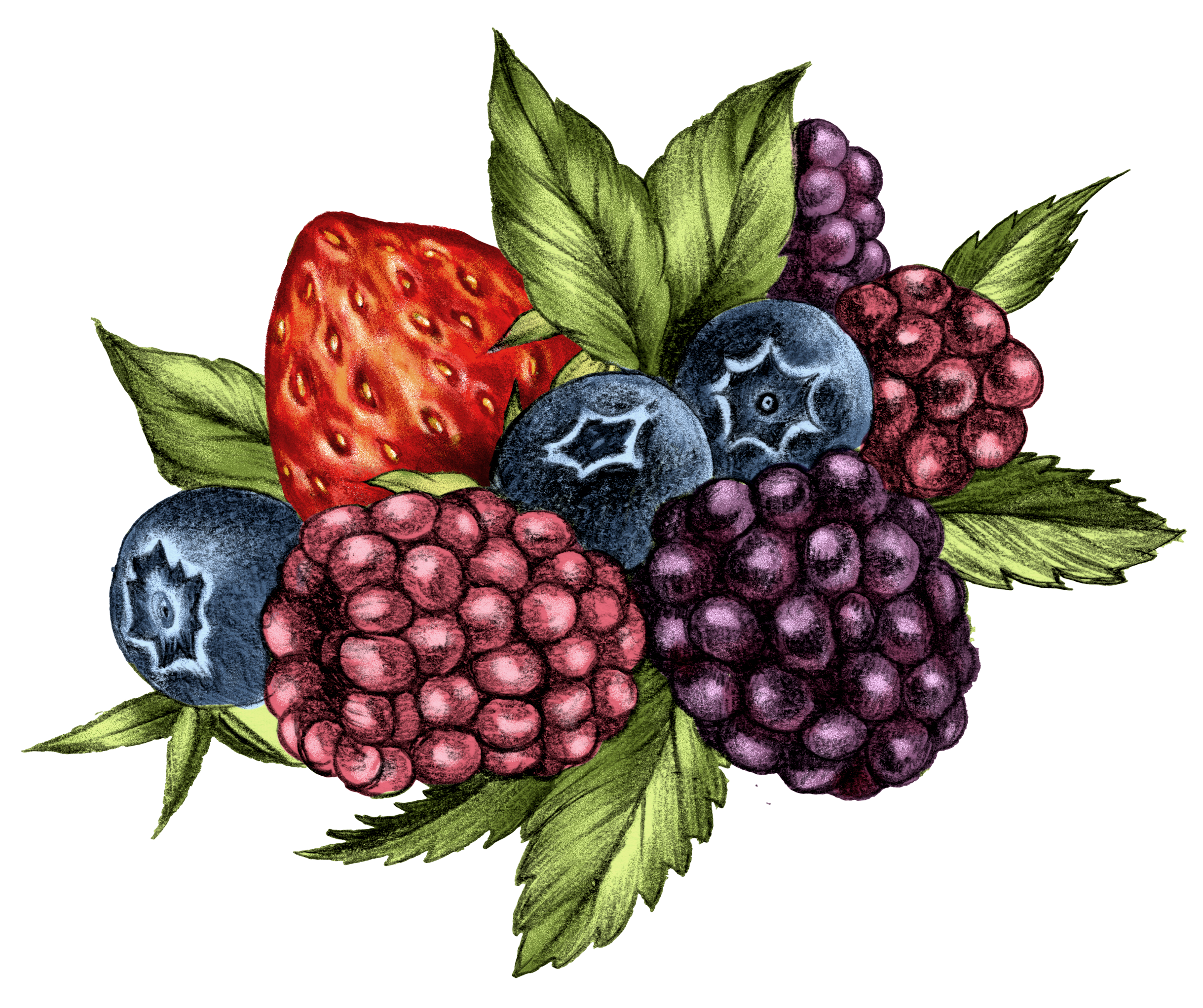 Berries Illustration