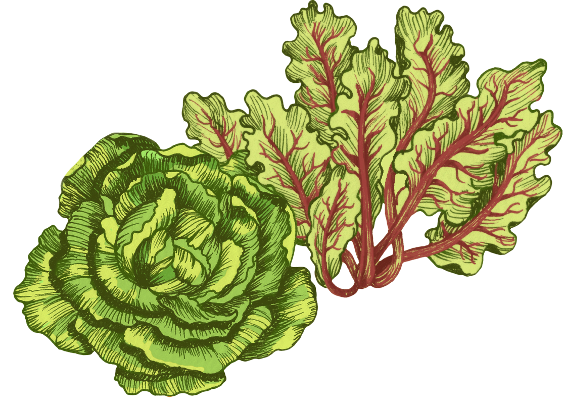 Lettuces Illustration